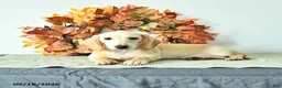 Miniature Dachshund dogs for sale: Max - Ad 1