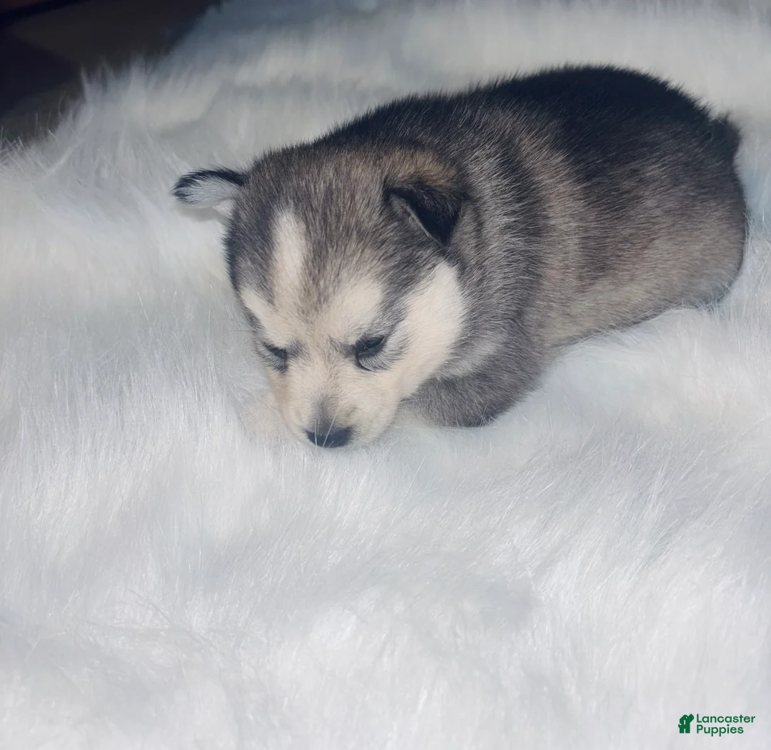 Pomsky dogs for sale: Cinderella  - Ad 2
