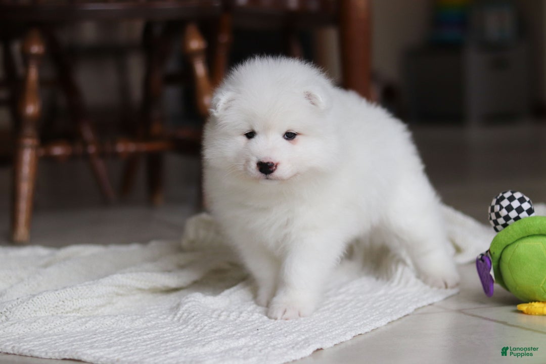 Samoyed dogs for sale: Beth - Ad 10