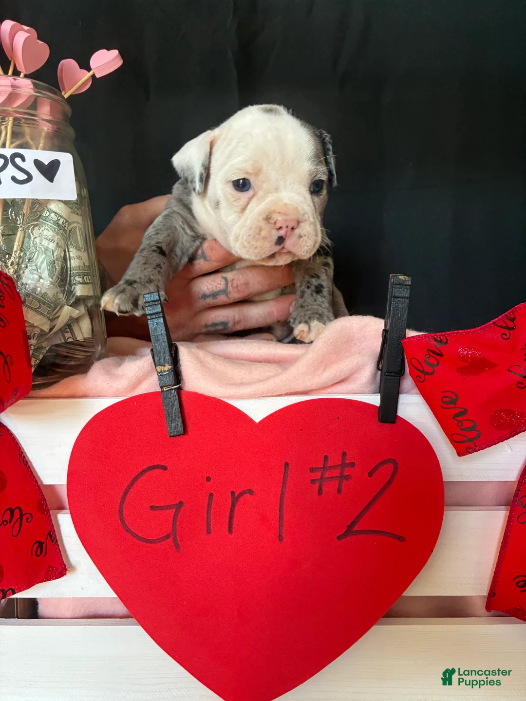 Olde English Bulldogge dogs for sale: Olde English Bulldogge Puppy 8 - Ad 8