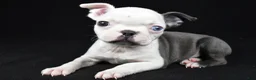 Boston Terrier dogs for sale: Addie - Ad 6