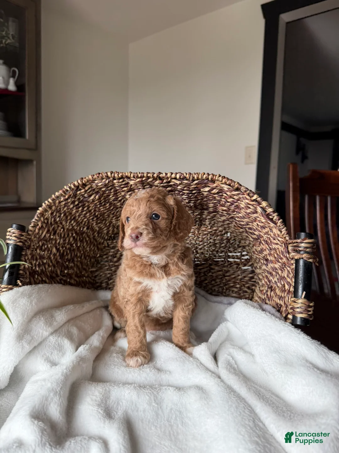 Mini Goldendoodle dogs for sale: Daisy - Ad 3