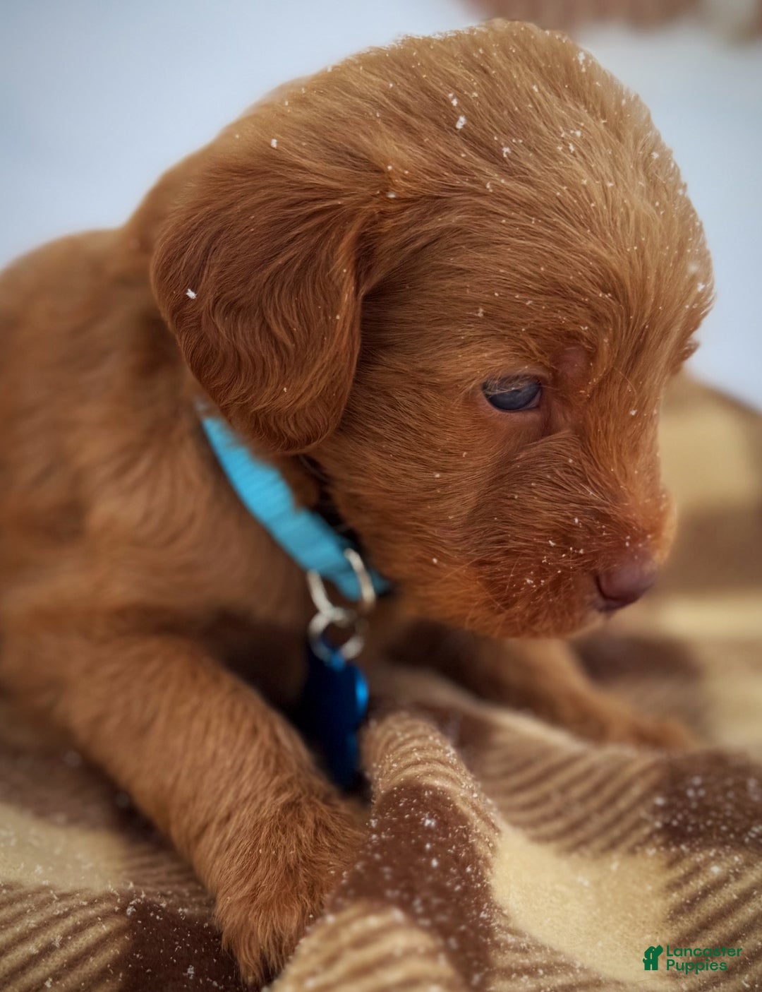 Labradoodle dogs for sale: Labradoodle Puppy 1 - Ad 15