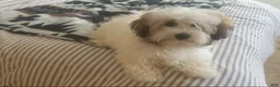 Coton De Tulear dogs for sale: Coton De Tulear Puppy 4 - Ad 3