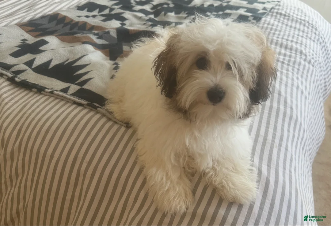 Coton De Tulear dogs for sale: Coton De Tulear Puppy 4 - Ad 3