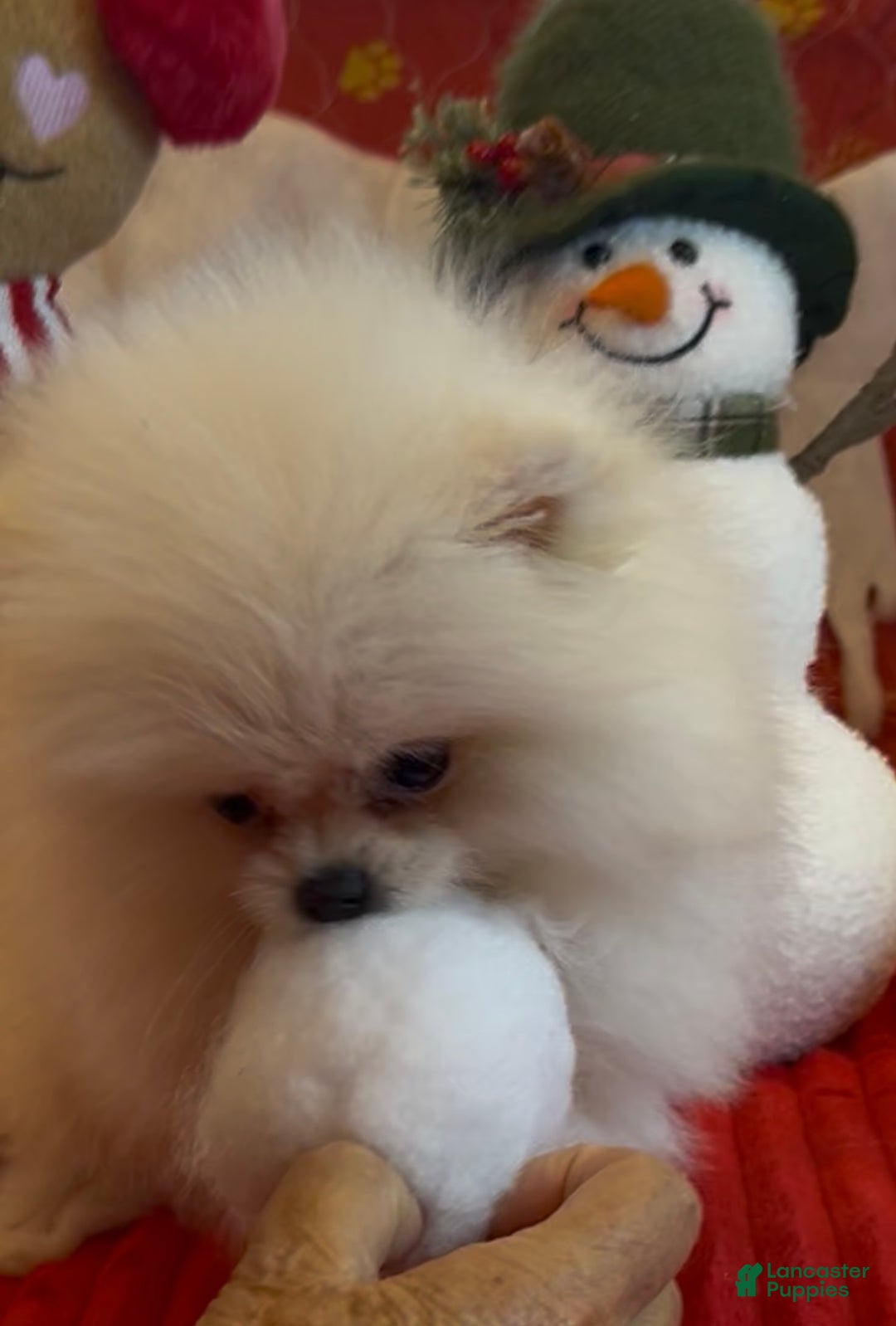 Pomeranian dogs for sale: Tom AKC Registered full rights  - Ad 6