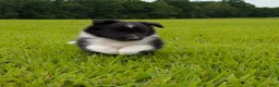 Shetland Sheepdog dogs for sale: Tito - Ad 9