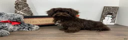 Shihpoo dogs for sale:  Tommy - Ad 2
