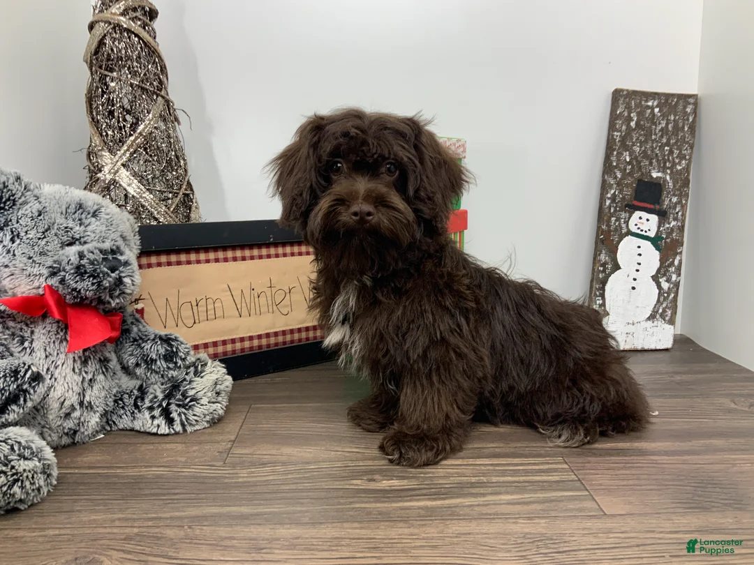 Shihpoo dogs for sale:  Tommy - Ad 2