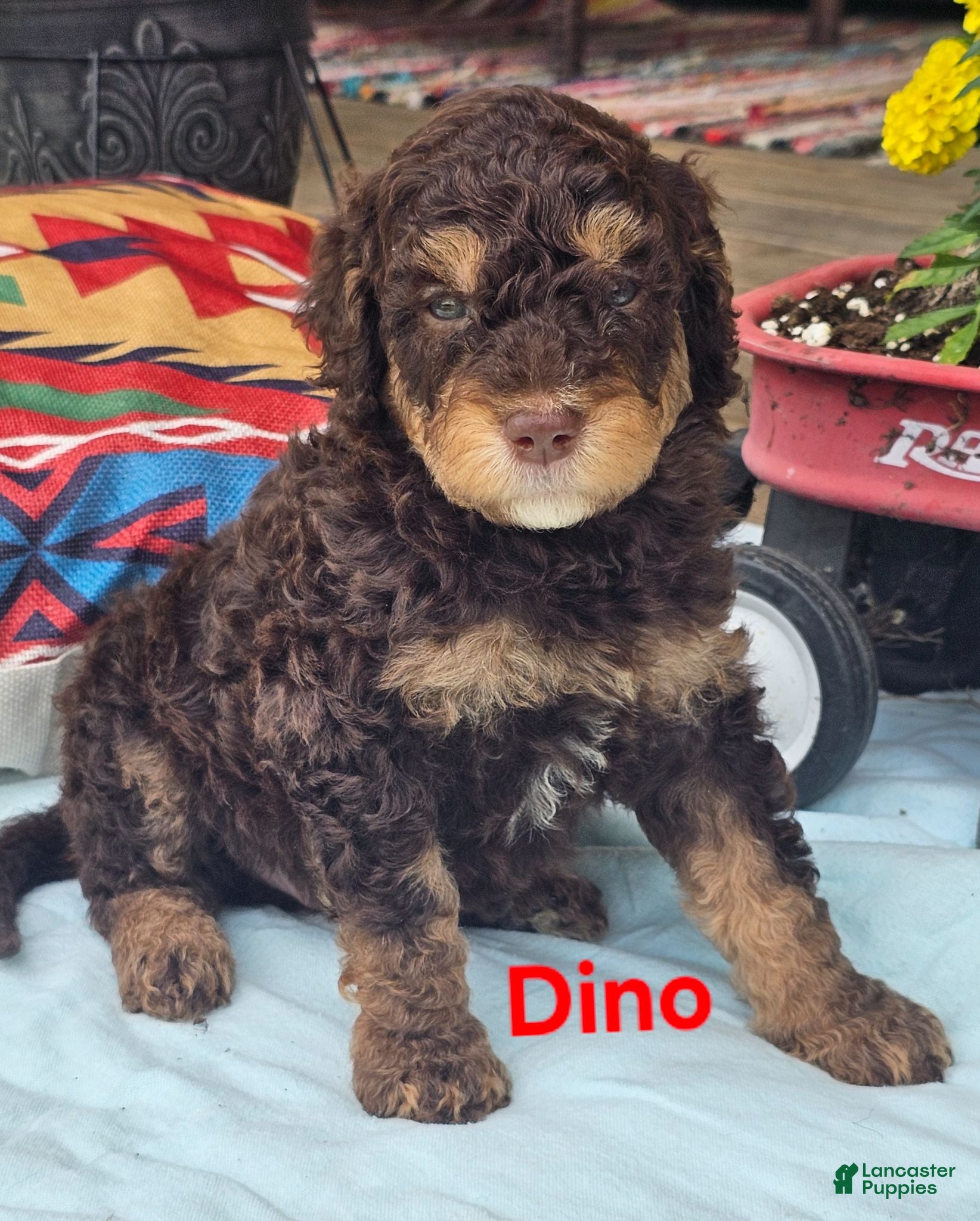 Goldendoodle dogs Dino  - Ad 1