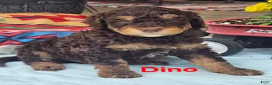 Dino 