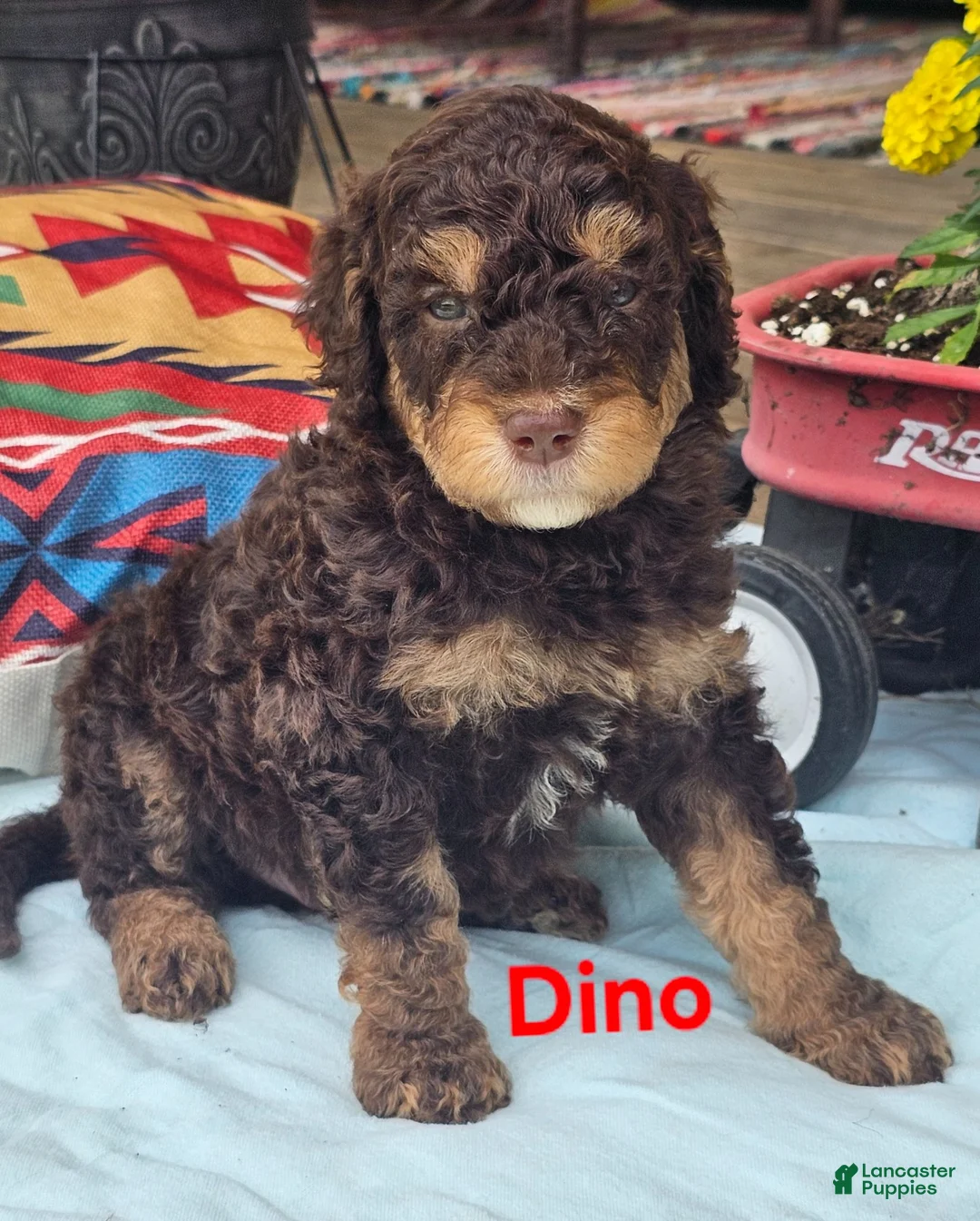 Goldendoodle dogs for sale: Dino  - Ad 1