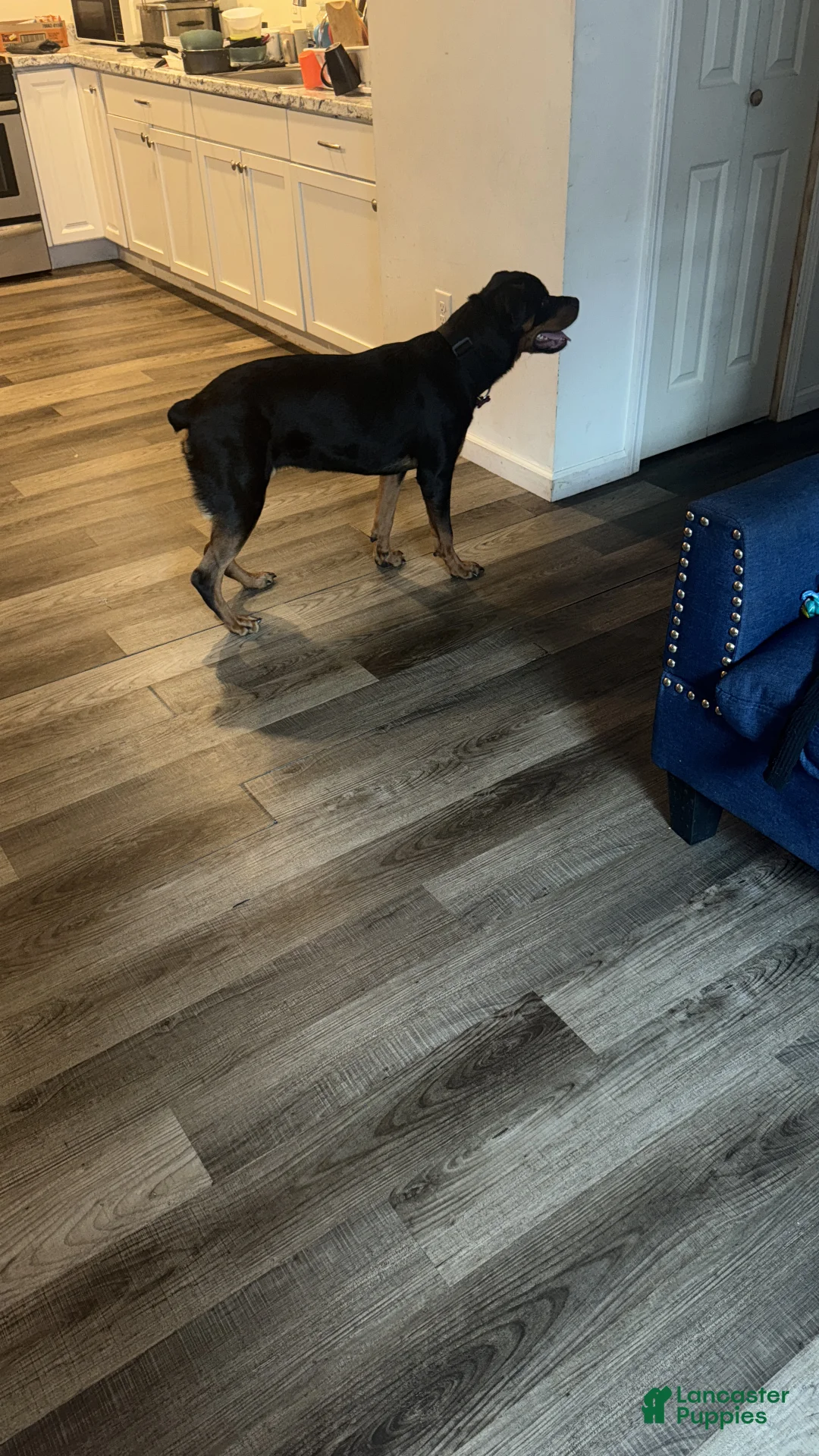 Rottweiler dogs for sale: Rottweiler Puppy 1 - Ad 2