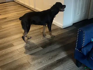 Rottweiler dogs Rottweiler Puppy 1 - Ad 42