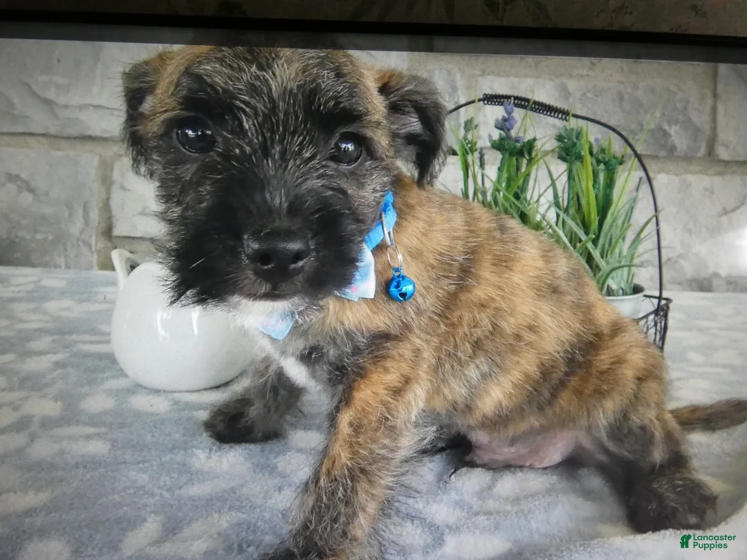 Mixed Breed dogs for sale: Mixed Breed 2 - Ad 5
