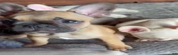 French Bulldog dogs for sale: HEIDI 💕 FAWN PRINCESS IN CALI, USA DELIVERY & FINANCING OPTIONS! - Ad 6