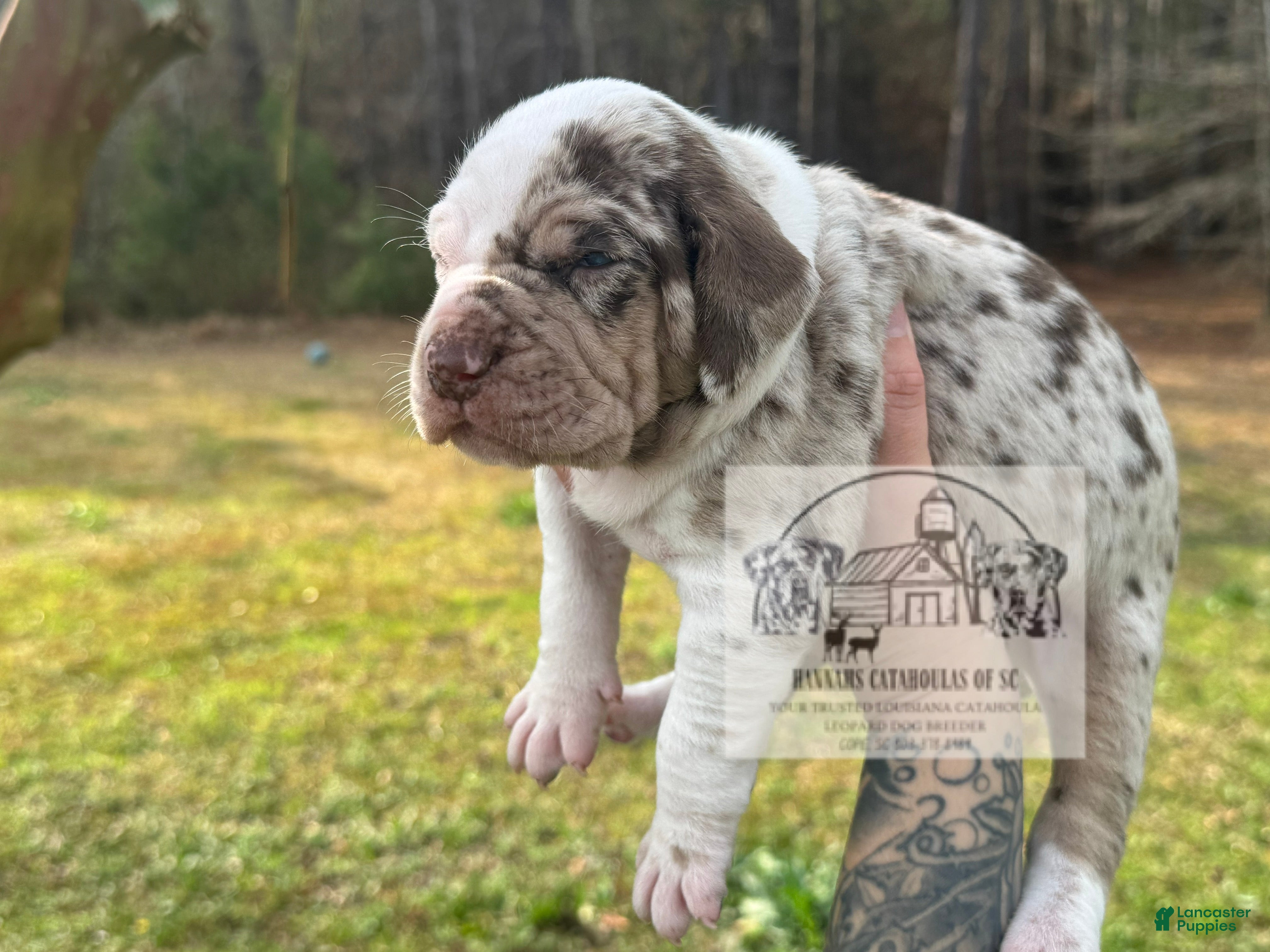 Catahoula Leopard Dog dogs Girl 2 - Ad 1