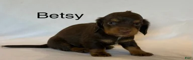 Betsy