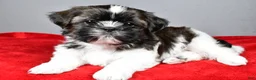 Shih Tzu dogs for sale: Roscoe - Ad 4