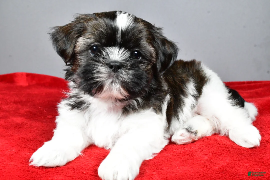 Shih Tzu dogs for sale: Roscoe - Ad 4