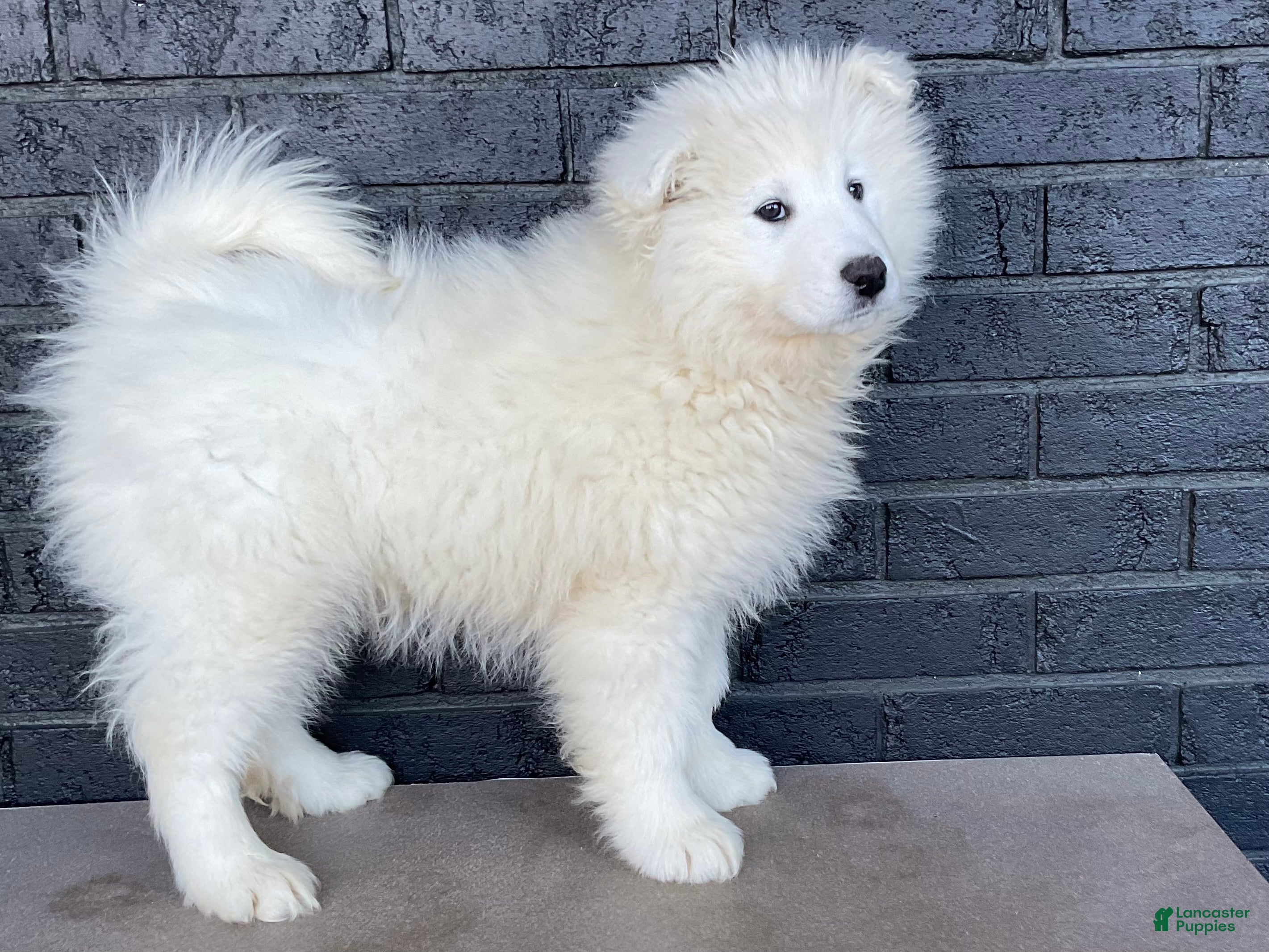 Samoyed dogs Sawyer - Ad 2