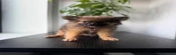 Pomeranian dogs for sale: Teacup Ginger - Ad 2