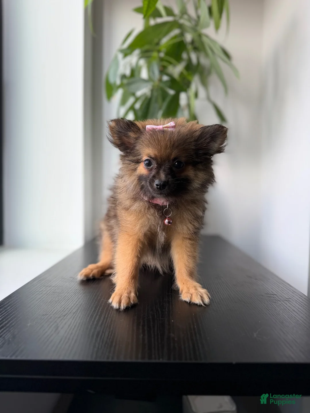 Pomeranian dogs for sale: Teacup Ginger - Ad 2