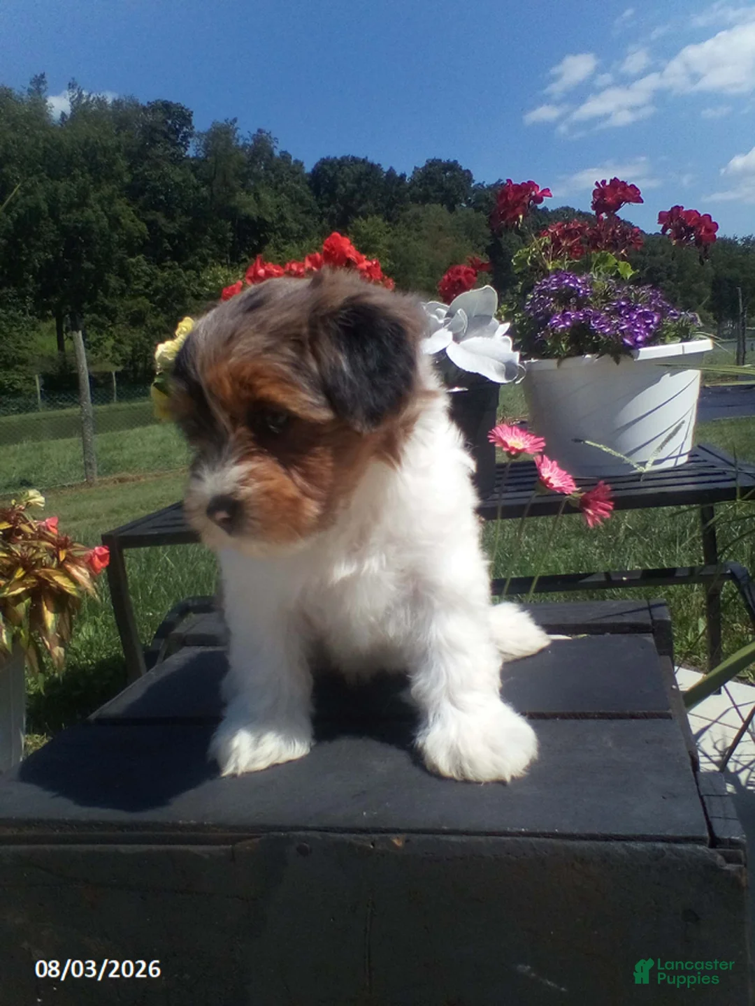 Yorkiepoo dogs for sale: Tammy - Ad 1