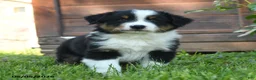 Australian Shepherd dogs for sale: Charly - Ad 3
