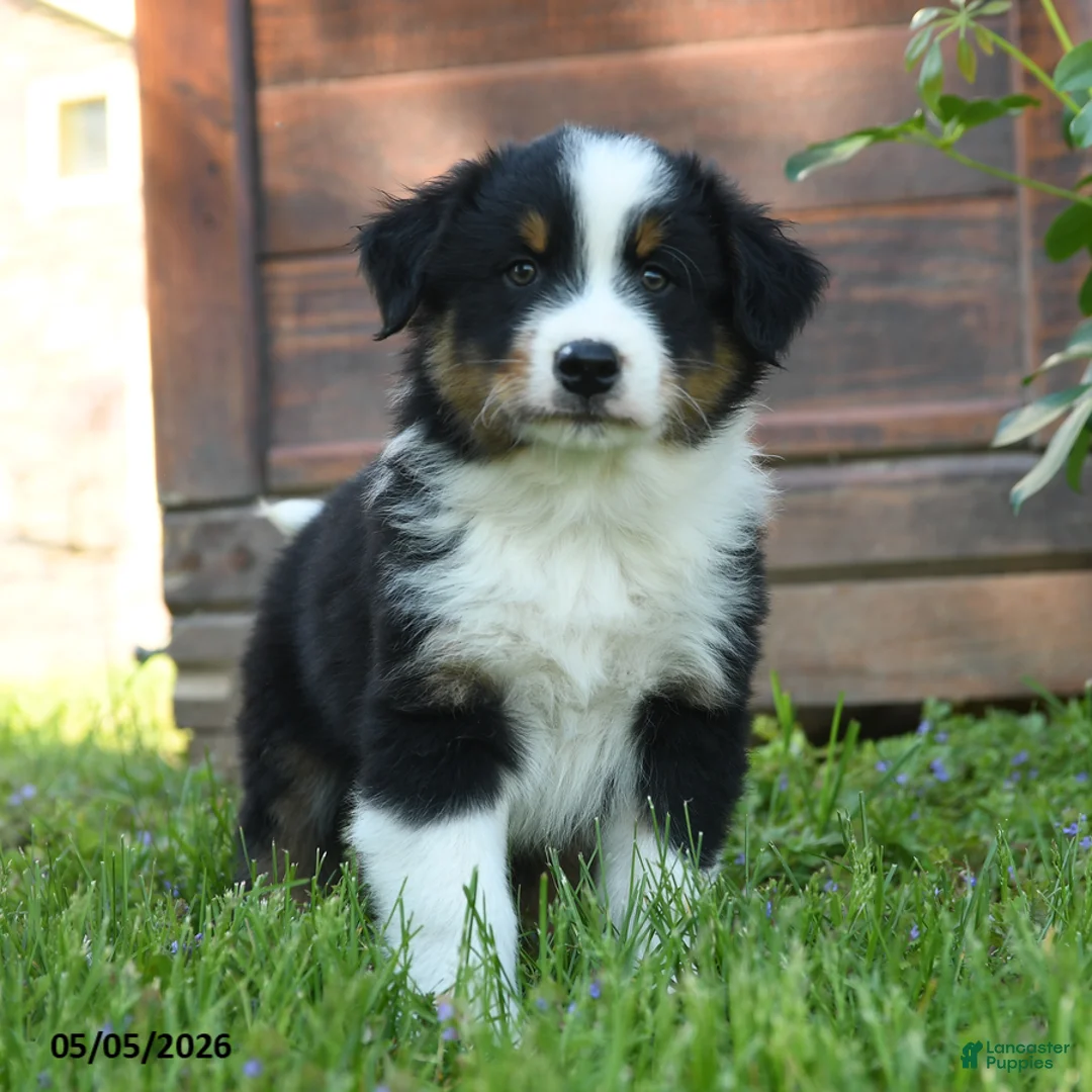 Australian Shepherd dogs for sale: Charly - Ad 3