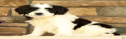 Saint Berdoodles dogs for sale: Princess - Ad 4
