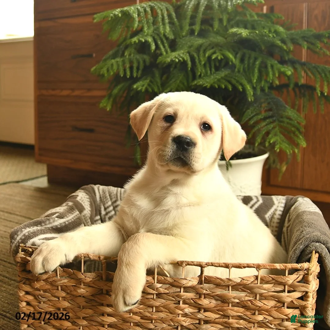 Labrador Retriever dogs for sale: Grant  - Ad 5