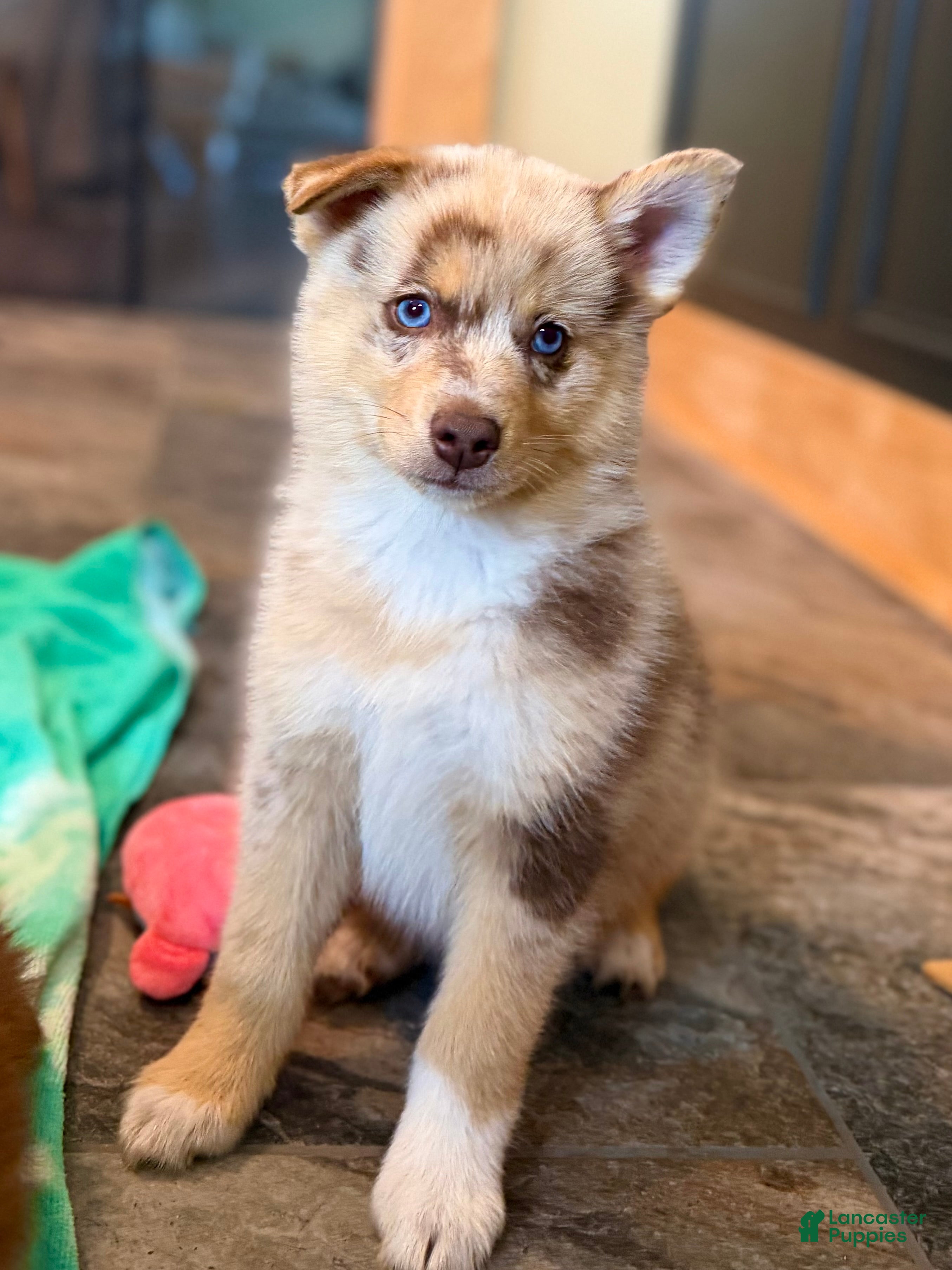 Pomsky dogs Leo - Ad 1