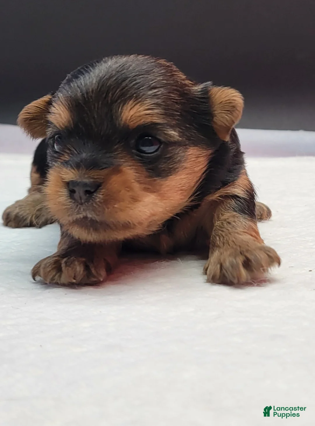 Yorkshire Terrier dogs for sale: Yorkshire Terrier Puppy 2 - Ad 3