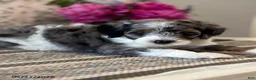 Mini Sheepadoodle dogs for sale: Kobi - Ad 7