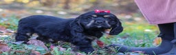 Cocker Spaniel dogs for sale: Willa - Ad 4