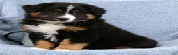 Australian Shepherd dogs for sale: Liam - Ad 3