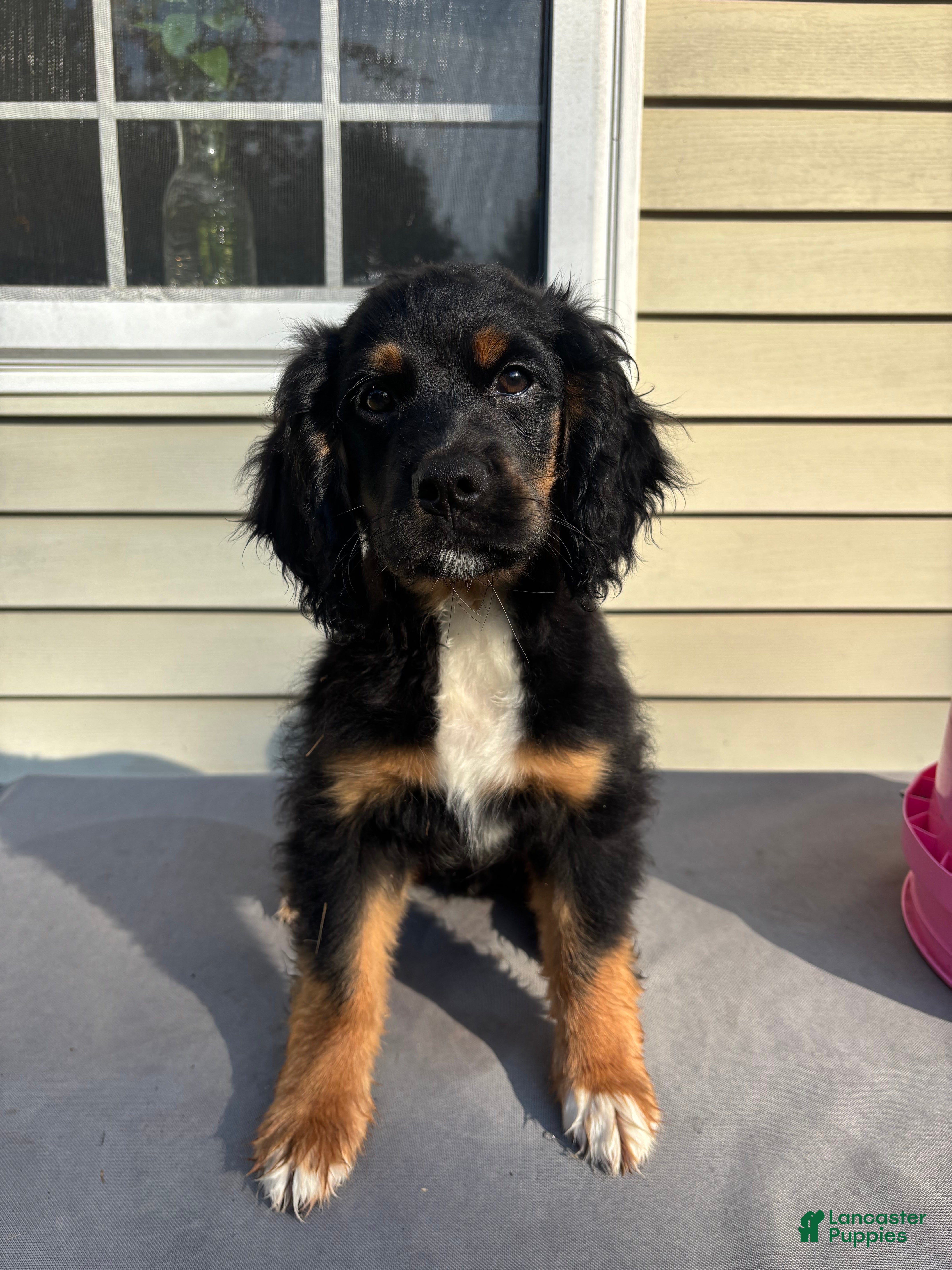 Mixed Breed dogs Milo - Ad 9