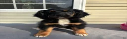 Mixed Breed dogs for sale: Milo - Ad 1