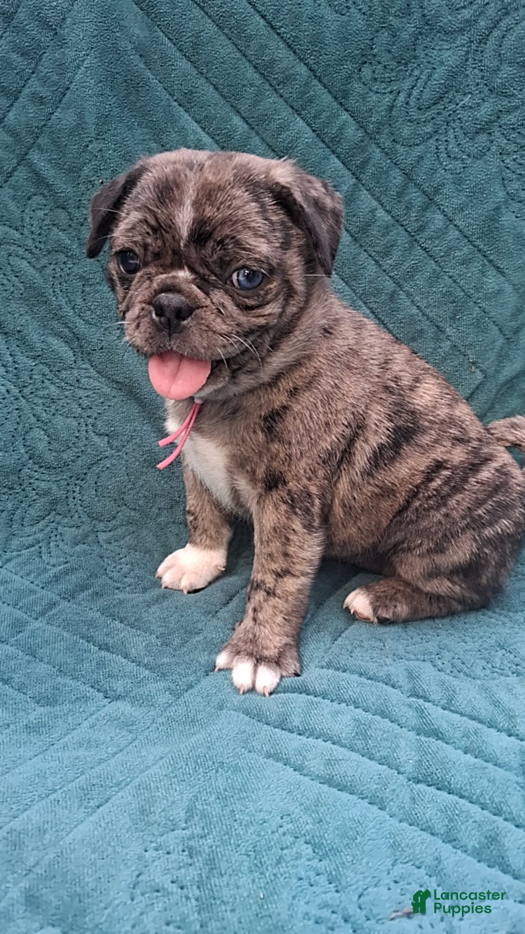 Pug dogs Athena  - Ad 23