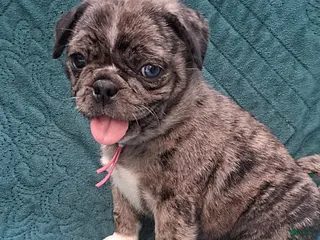 Pug dogs Athena - Ad 23