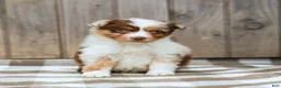 Australian Shepherd dogs for sale: Rex - Ad 5