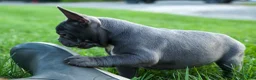 Frenchton dogs for sale: MILO - Ad 4