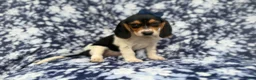 Beagle dogs for sale: Whitney - Ad 4