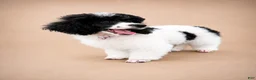 Miniature Poodle dogs for sale: Meadow - Ad 5