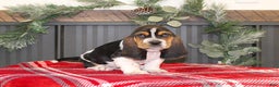Basset Hound dogs for sale: Clifford - Ad 2