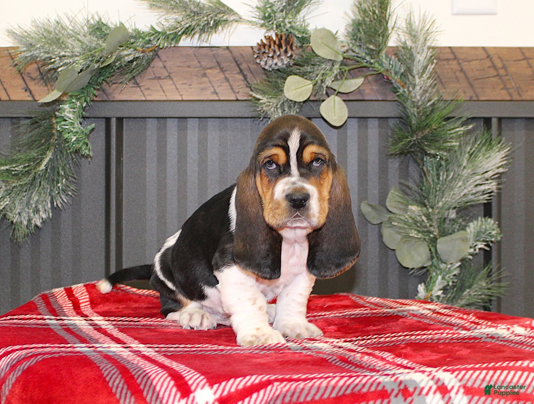 Basset Hound dogs for sale: Clifford - Ad 2