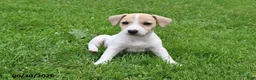 Jack Russell Terrier dogs for sale: Honey - Ad 3
