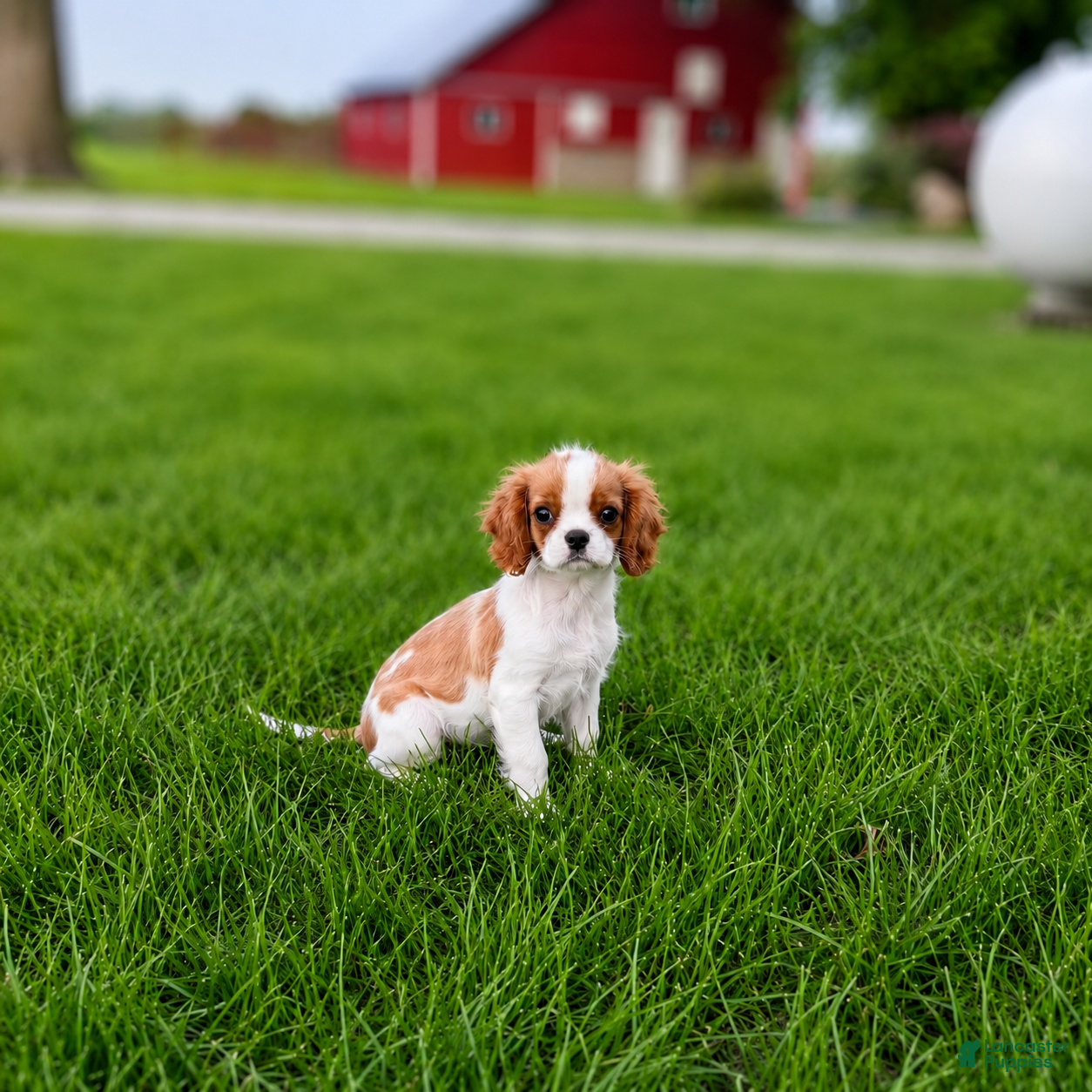 Cavalier King Charles Spaniel dogs Liam Cavalier King Charles Spaniel Puppy  - Ad 2