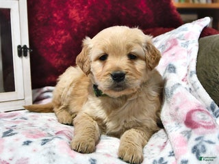 Goldendoodle dogs Haylee - Ad 33